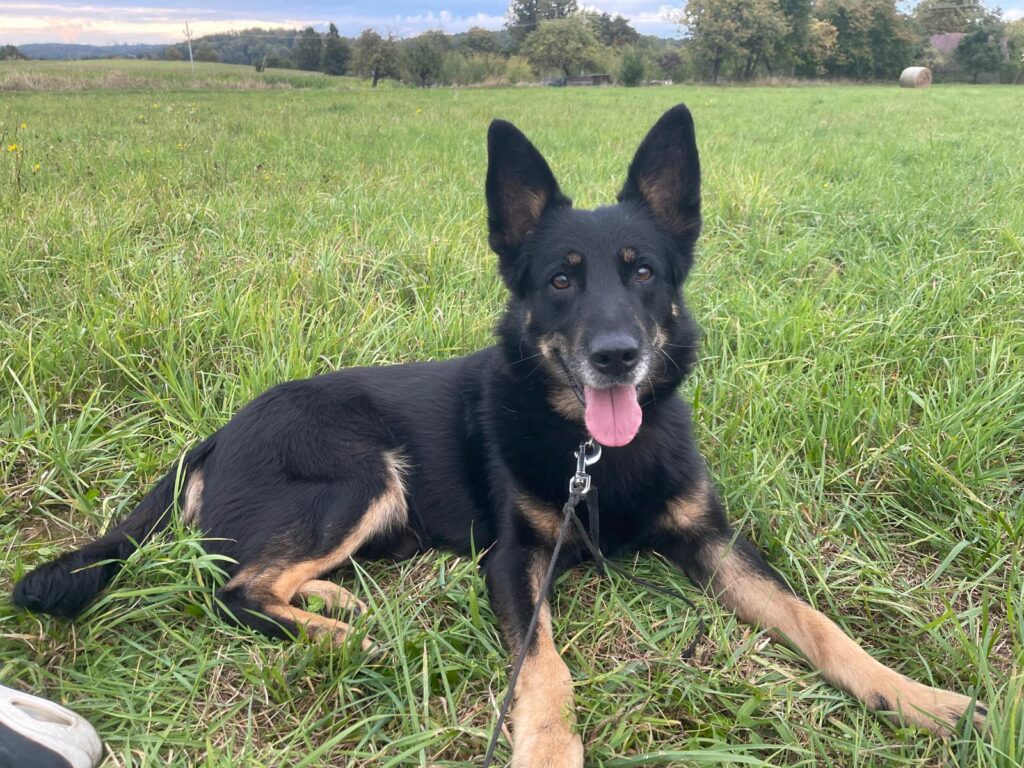 Ronnek – fotografie 2