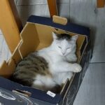 Yodie – fotografie 28