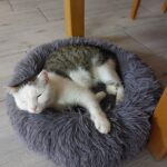 Yodie – fotografie 29