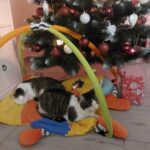 Yodie – fotografie 30