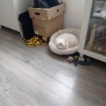 Albert – fotografie 20