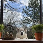 Simon – fotografie 46