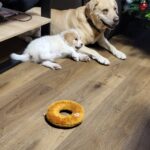 Charleston – fotografie 16