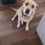 Charleston – fotografie 17