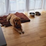 Charleston – fotografie 19