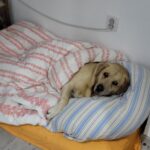 Charleston – fotografie 20