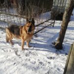 Benjy – fotografie 27