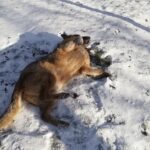 Benjy – fotografie 29