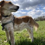 Sindy – fotografie 6