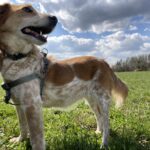 Sindy – fotografie 5