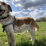 Sindy – fotografie 3