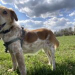 Sindy – fotografie 4