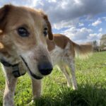 Sindy – fotografie 7