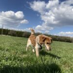 Sindy – fotografie 9