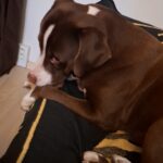 Remus – fotografie 25