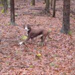 Remus – fotografie 26