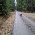 Remus – fotografie 27