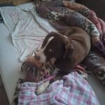 Remus – fotografie 28