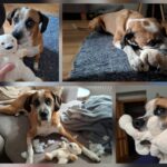 Rowlie – fotografie 36