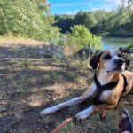 Rowlie – fotografie 30