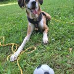Rowlie – fotografie 35