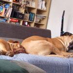 Alžběta – fotografie 24