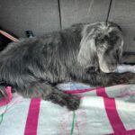 Kuli – fotografie 26