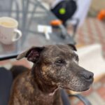 Misha – fotografie 28