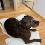 Misha – fotografie 29