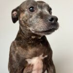 Misha – fotografie 33