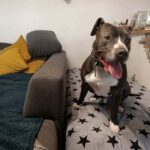 Danny – fotografie 33