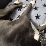 Danny – fotografie 37