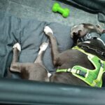 Danny – fotografie 35