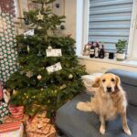 Blondie – fotografie 35