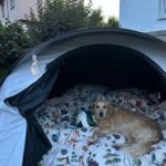 Blondie – fotografie 40