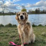 Blondie – fotografie 41