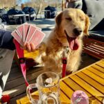 Blondie – fotografie 42