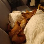 Zrzínek – fotografie 27