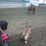 Bobulka – fotografie 29