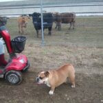 Bobulka – fotografie 31