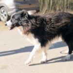 Loky – fotografie 7