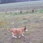 Asinka – fotografie 20