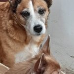 Asinka – fotografie 21