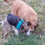 Asinka – fotografie 22