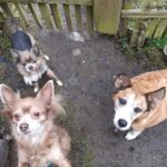 Asinka – fotografie 23