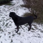 Duke – fotografie 21