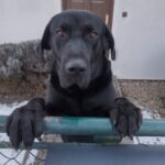 Duke – fotografie 22