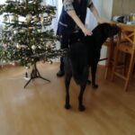 Duke – fotografie 23