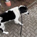 Ferrero – fotografie 27