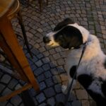 Ferrero – fotografie 33